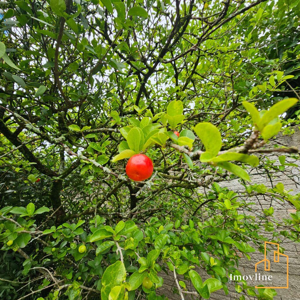 imagem Pomar Chácara Vale da Lua